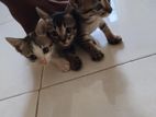 Kittens for Kind Home