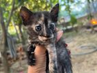 Kitten for A Kind Home