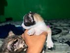 Kittens for A Kind Home