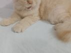 Persian Cat