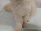 Persian Kittens