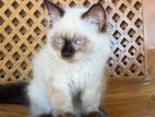 Himalayan Cat