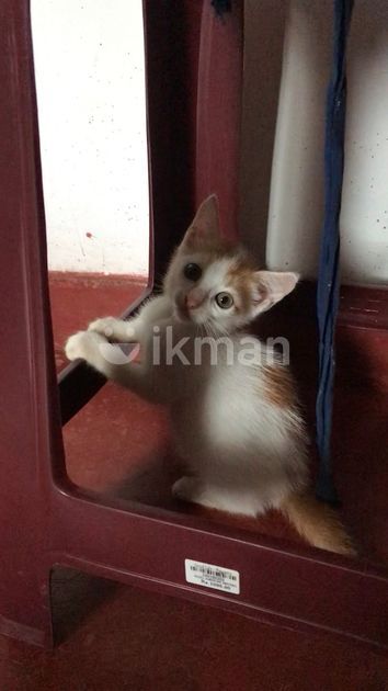 Cat 2 Months For Kind Home for Sale in Ganemulla | ikman
