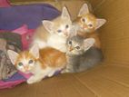 Kittens for Kind Homes