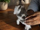 Cat for Kind Home