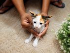 Kitten for Kind Home