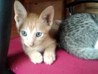 Cat for Kind Home