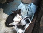 Kittens for A Kind Home