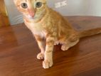Cat for Kind Home