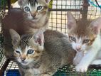 Cats for Kind Home