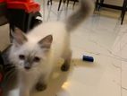 Himalayan Kitten