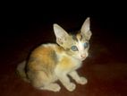 Kitten for Kind Home