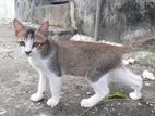 Kitten for Kind Home