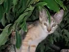 Kitten for Kind Home