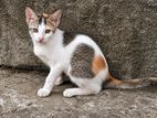 Kitten for Kind Home