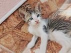 Kitten for Kind Home