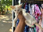 Cat for Kind Home