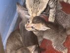 Cat for Kind home