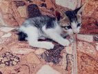 Kitten for Kind Home