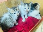 Kittens for Kind Home
