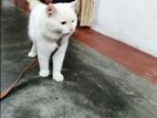 Turkish Angora Kitten