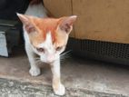 Cat Looking for Kind Home