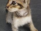 Cat for Kind Home