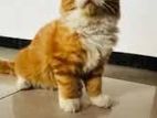 Cat Maine Coon Breed Kitten