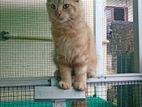 Cat Maine Coon Breed Kitten