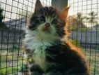 Cat Maine Coon Breed Kittens