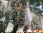 Cat Mainecoon Kittens (Maine Coon) Pure Breed