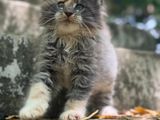 Cat Mainecoon Kittens (Maine Coon) Pure Breed