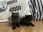 Persian Cats