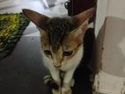 Kittens For Kind Home