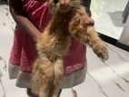 Cat Male