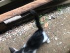 Kitten for Kind Home