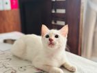 Persian Mixed Kitten for Kind Home