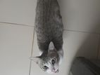 Cat for Kind Home