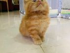 Persian Kitten