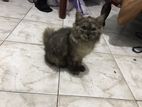 Cat Persian