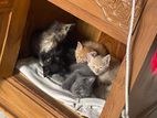cat persion cross
