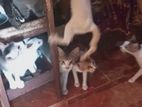 Kitten for Kind Home