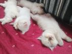 Himalayan Kittens