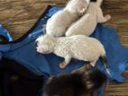 Kittens for Kind Home