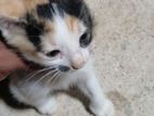 Kittens for Kind Home