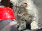 Persian Kittens