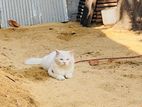 Persion Cat