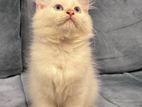 Persian Cat