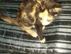 Cat for Kind Home