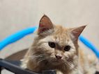 Ginger Parsian Cat